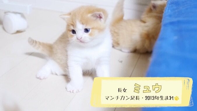 2階建て猫マンション？「満室ですニャ」　マンチカンズの可愛い成長ヒストリーが放送決定 10枚目