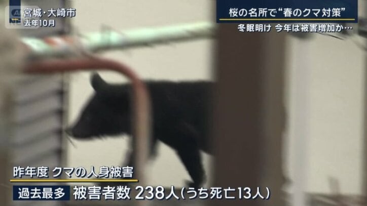 クマの人的被害