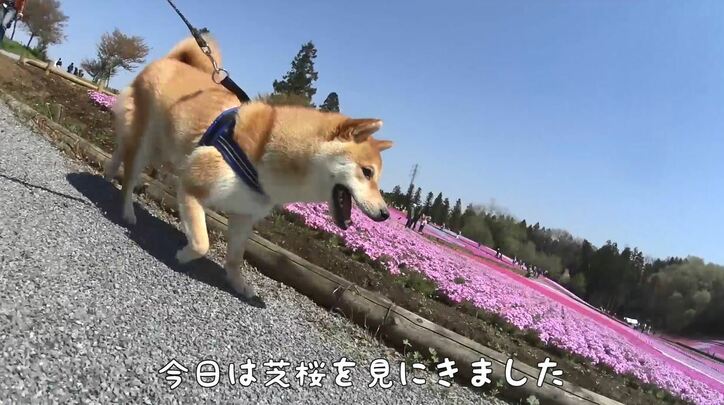 ふわもこ男子な柴犬「だいふく」  お寿司屋さんごっこやお花見を満喫中