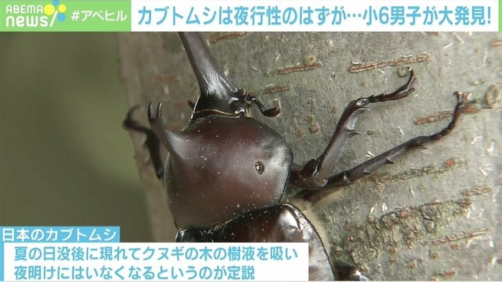 米の生態学専門誌『Ecology』に論文掲載 小学6年生“カブトムシ研究者”にインタビュー