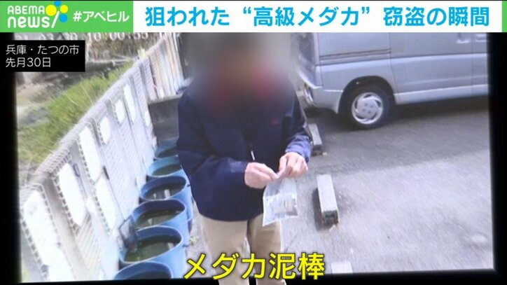 高級メダカをすくって持ち去り 無人販売所で窃盗の男逮捕 兵庫県 国内 Abema Times