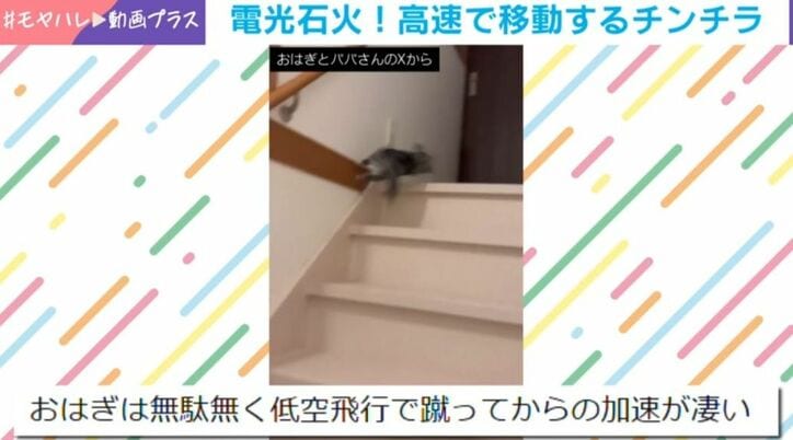 チンチラのおはぎくん