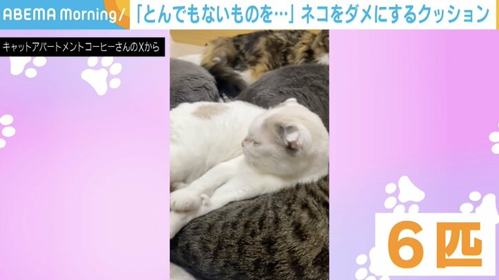 クッションでスペースを分け合う猫たち