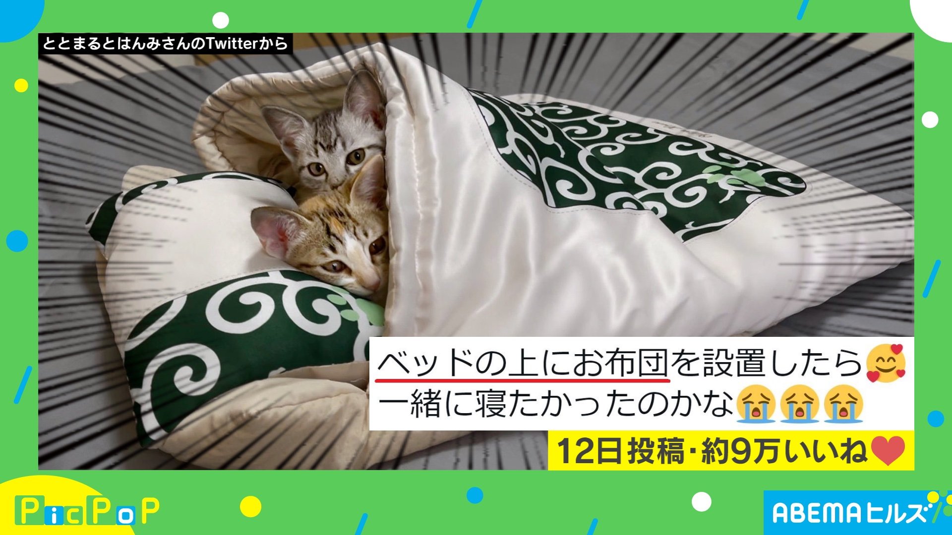 一緒がよかったんだニャ 猫用お布団に入る2匹の姿に悶絶の声 尊い 可愛すぎて泣きそう 国内 Abema Times