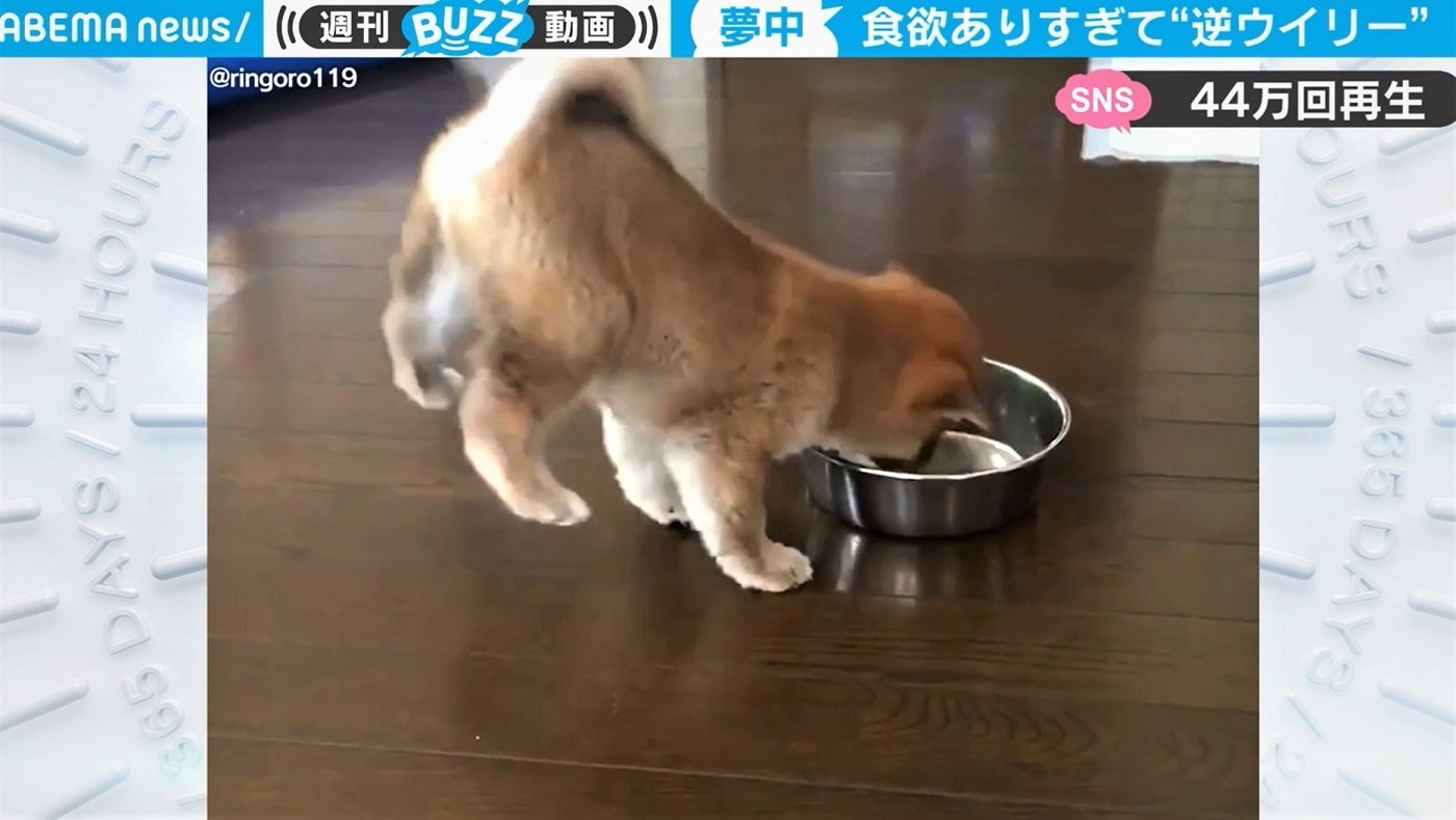 ごはんに夢中の柴犬 あわや 逆立ちの 珍 映像 なんという脚力とガッツキ 驚きの声 国内 Abema Times