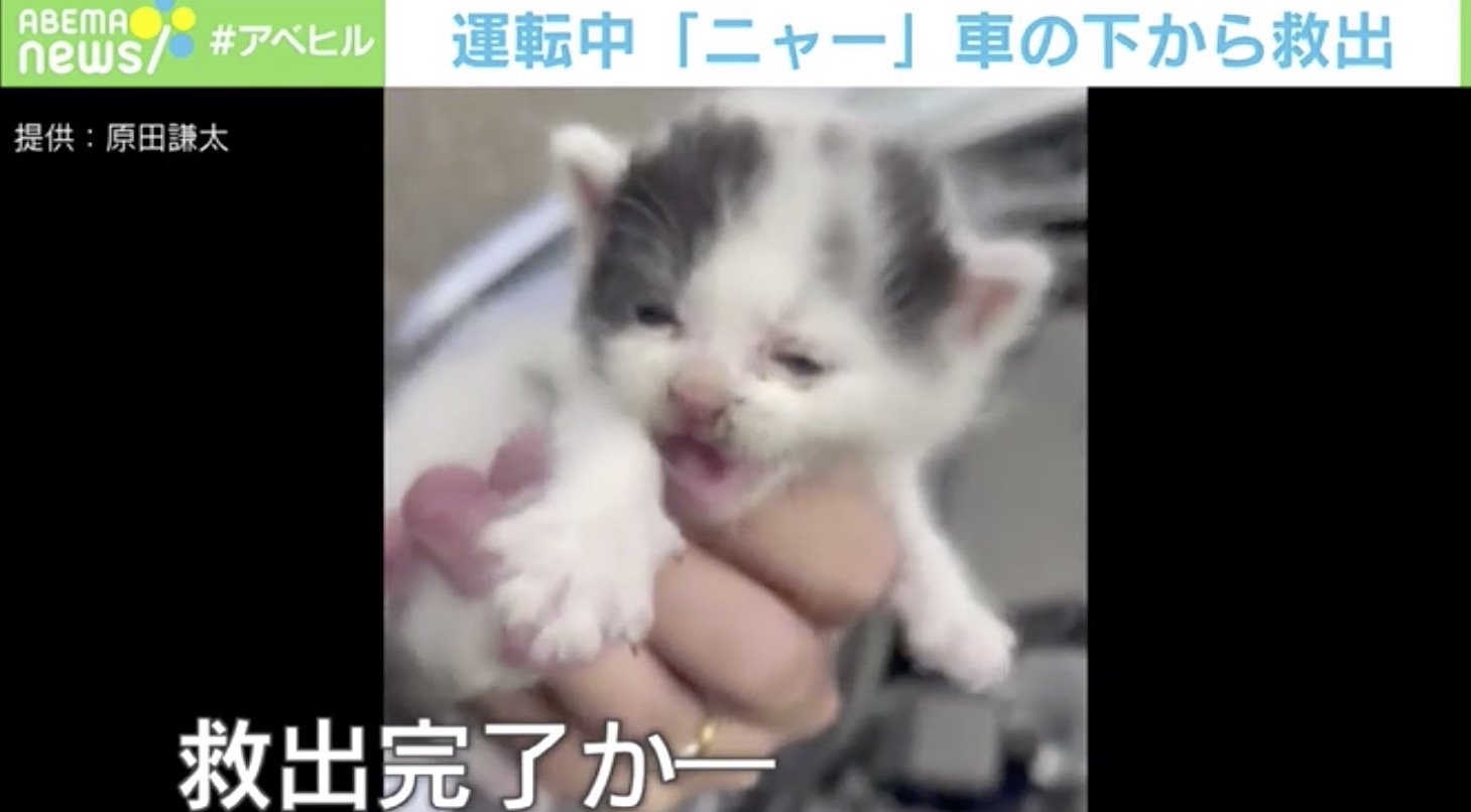 ABEMAヒルズ【平日ひる12時〜生放送】 - 最新NEWS - 鉄格子に首が 子ども宙づり&【危険】交差点「内」で待ち合わせ? (ニュース) | 無料動画・見逃し配信を見るなら | ABEMA