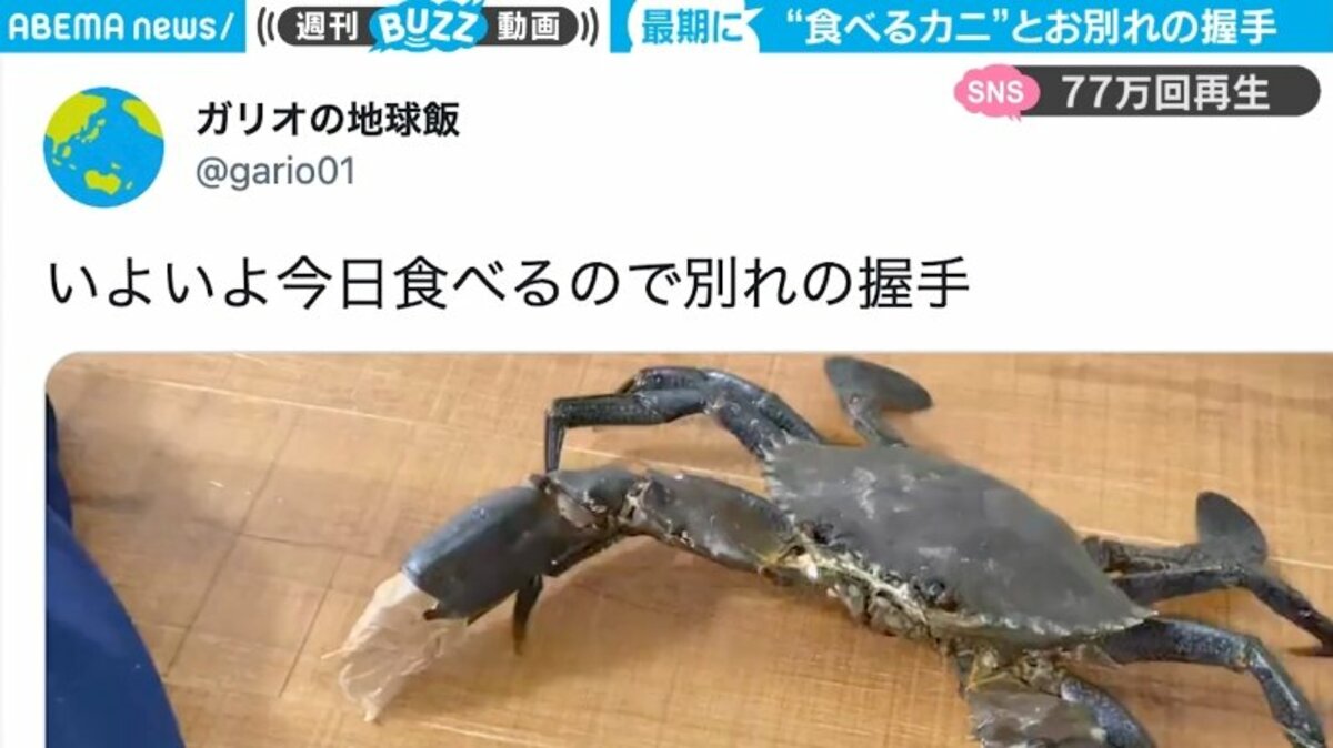 大型カニを食す前に別れの握手も…察したかのようなカニの動きに「悲壮