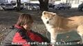 「噛みつくから」「長毛だから」飼い主に捨てられた秋田犬たち…“秋田犬が嫌いだった”ドッグトレーナーとトラウマ抱えた元噛みつき犬の“更生”「どんな形であれ命を救いたい」