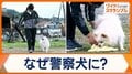 「ポメラニアン警察犬」宮崎の警察署で初採用　“頑張るワン”全国で小型犬の活躍増加