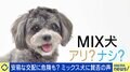 人間の都合で生み出される“ミックス犬”に賛否の声…安易な交配はリスク大?「全身ハイブランドのワンちゃん」に違和感も