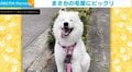 換毛期で“モフモフ”が「わた菓子掴み取りし放題」状態になるサモエド犬に反響