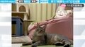 「なになになに なにが起きたん」リラックス中の猫→戦闘体勢に豹変 急なモードチェンジにツッコミの声