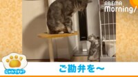 【映像】マンガのようにビビる妹猫