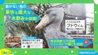 【映像】ドリフのコントのような笑撃結末 鳥の豪快すぎる水飲み姿