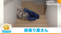 【映像】クッションを健気に運ぶシーズー