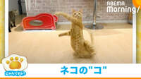 【映像】自分の体で「ネ」と「コ」を表現するネコ