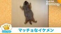 プレーリードッグの身体能力に飼い主驚き「こんなにジャンプするんだ」