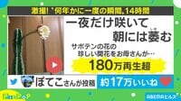“数年に一度の奇跡” サボテンの開花を収めた動画に大反響