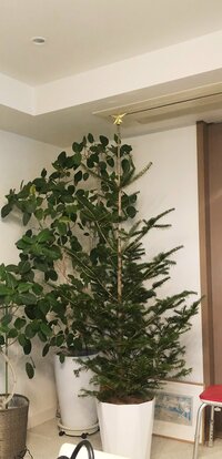 市川海老蔵『届いた!』