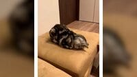 【映像】「ごめん寝」のベスポジを探る猫