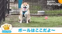 【映像】「違う、そうじゃない」と感じるボール遊びをする柴犬