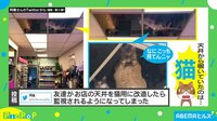 監視カメラではなく”ニャン視カメラ”!? 天井から猫が見守る店が話題
