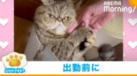 【映像】出勤前の父の手を掴んで離さない猫
