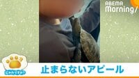 【映像】飼い主の頬をツンツンする亀