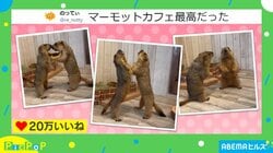 絶妙なコンビ芸！？2匹のマーモットがまるで“ケンカ”をしているような行動に「鏡なのかと思ったw」「コントみたいですね！」と反響続々