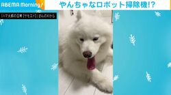 　「うちのロボット掃除機」スリッパをかぶって激走する子犬に「前が見えないワン」「スリッパが大きく見えるw」と反響