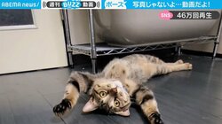 悩殺ポーズでカメラ目線をする猫 モデルのような動きに「シャッターチャンスを作る天才」と称賛の声