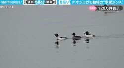 「首折れないか不安…」ホオジロガモ独特の“求愛ダンス”に「私のために争わないで！」「近くで見れたらいいなぁw」と反響