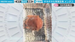 深海魚直送便に迷い込んだ“ポヨポヨ”生物…独特な動きに「ずっと見ていられる」