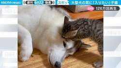 大型犬の耳に何としても入りたい子猫 「優しさが胸に沁みる」二匹のやりとりにほっこり