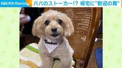 “パパ大好き！" 12歳のモコちゃんが見せる全身での歓迎ダンスが話題沸騰