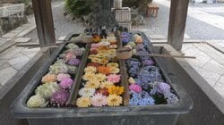 外国人客だらけで“京都離れ”　日本人客を呼び戻せ　すいている場所回るツアー