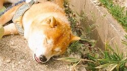 「好きにせえ」 “弟”が吹いたたんぽぽの綿毛が体にびっしり、されるがままの柴犬に反響