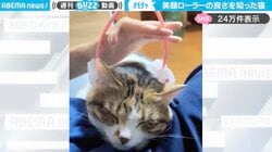 「良さを知ってしまった笑」 美顔ローラーでマッサージされる猫に「顔小さくなるかも！」「ニャンで止めるにゃ」と反響