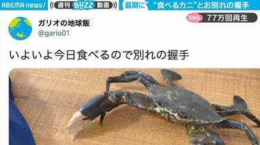 大型カニを食す前に別れの握手も…察したかのようなカニの動きに「悲壮感漂ってる」「何だか切ない」と反響 | 話題 | ABEMA TIMES |  アベマタイムズ