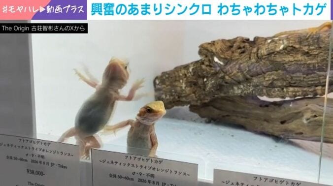 フトアゴヒゲトカゲ