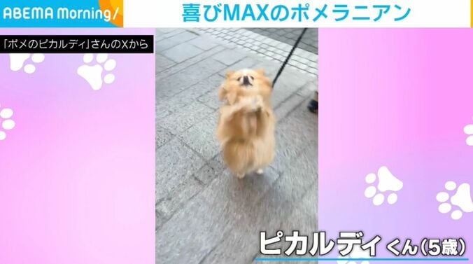 ポメラニアンのピカルディくん