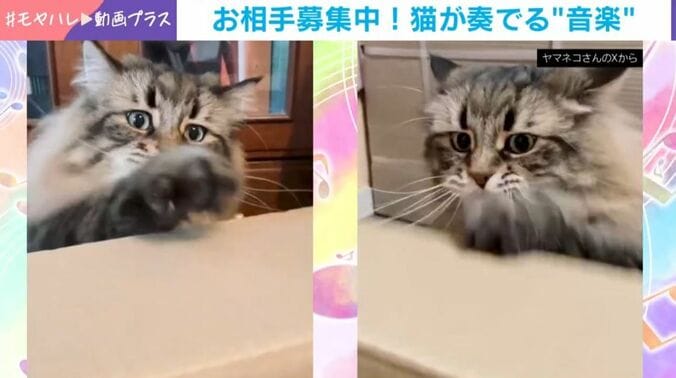 サイベリアンのヤマネコくん
