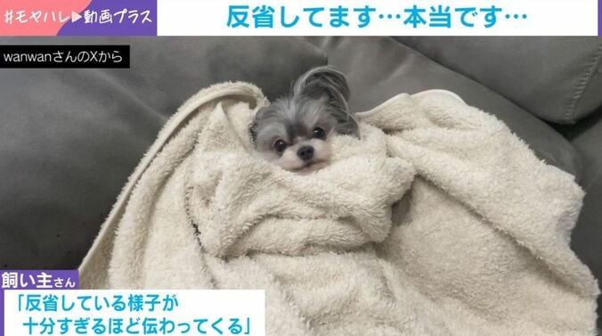 もじゅくん