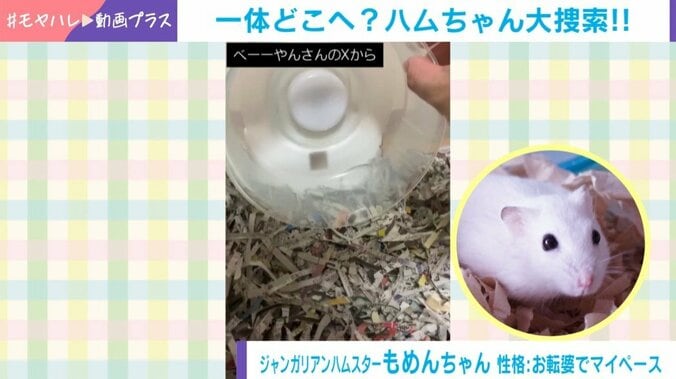 ハムスターのもめんちゃん