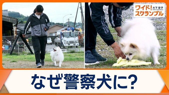 「ポメラニアン警察犬」宮崎の警察署で初採用　“頑張るワン”全国で小型犬の活躍増加 1枚目