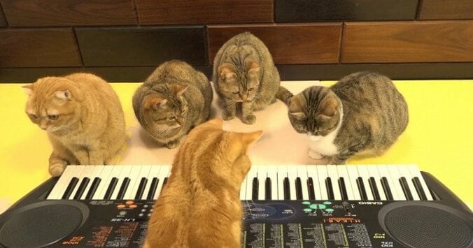 YouTubeで大人気　10匹の猫家族「10Cats. 」が可愛すぎるとネット上で話題に 5枚目