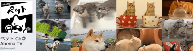 猫「こいつは誰だ…？」青い物体に固まるマンチカンズがかわいい 6枚目