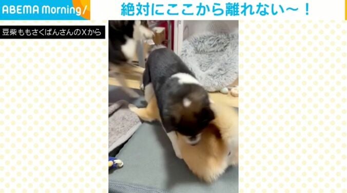 鬼山桃ノ助くん