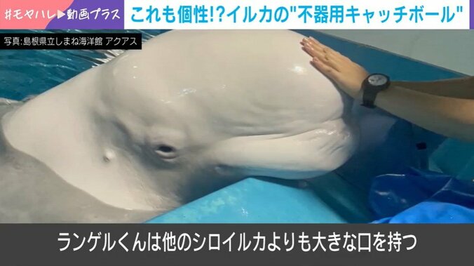 シロイルカのランゲルくん