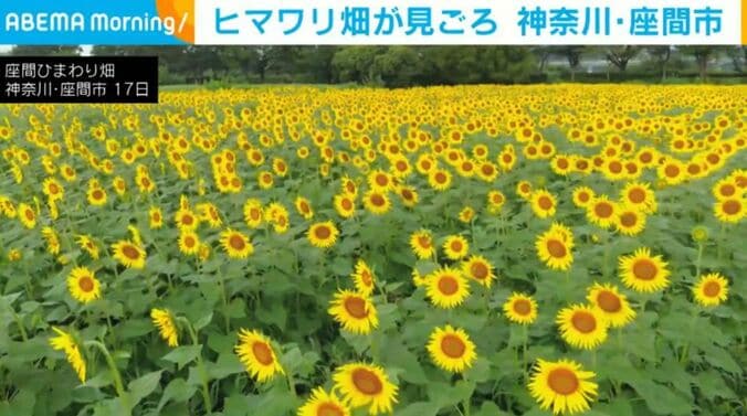 ヒマワリ畑